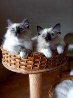 Heilige Birmaan kittens, Dieren en Toebehoren, Katten en Kittens | Raskatten | Langhaar, Meerdere dieren, Gechipt, 0 tot 2 jaar
