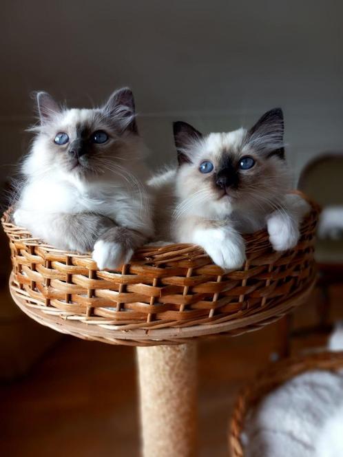 Heilige Birmaan kittens, Dieren en Toebehoren, Katten en Kittens | Raskatten | Langhaar, Meerdere dieren, 0 tot 2 jaar, Gechipt