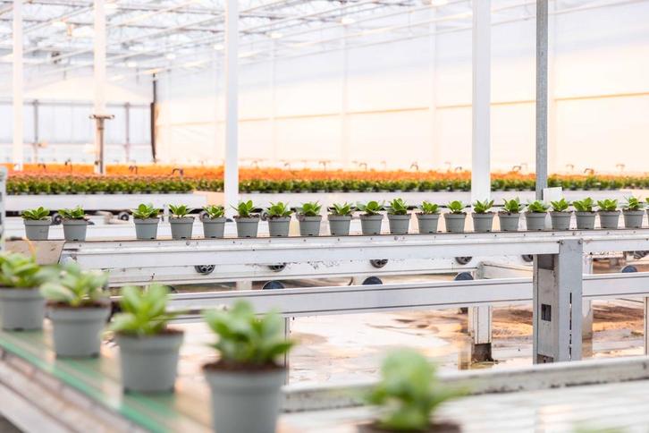 teeltmedewerker & Onderhoudsmonteur, Vacatures, Vacatures | Landbouw, Natuur en Milieu, Tijdelijk contract, 33 - 40 uur