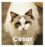 Choc Bicolor Ragdoll dekkater - Cesar - met stamboom, Dieren en Toebehoren, Katten en Kittens | Raskatten | Langhaar, Kater, Met stamboom
