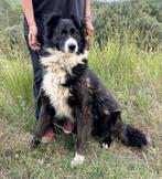 Frijolito, een sociale, vriendelijke, zachte kerel..., Dieren en Toebehoren, Particulier, Rabiës (hondsdolheid), Reu, Buitenland