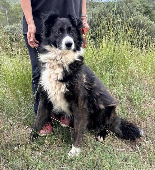 Frijolito, een sociale, vriendelijke, zachte kerel..., Dieren en Toebehoren, Honden | Niet-rashonden, Middel, Reu, Particulier