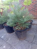 Sequoiadendron giganteum Mammoet Boom, 400 cm of meer, Volle zon, In pot, Overige soorten
