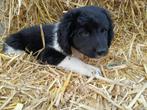 Wetterhoun x friese stabij pups, Dieren en Toebehoren, Honden | Niet-rashonden, Rabiës (hondsdolheid), 8 tot 15 weken, Meerdere