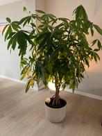 Prachtige geldboom, Ophalen, Halfschaduw, Minder dan 100 cm