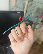 Achrioptera manga wandelende takken, Wandelende tak