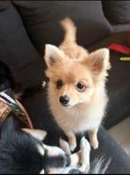 Pomsky’s, Dieren en Toebehoren, Rabiës (hondsdolheid), 15 weken tot 1 jaar, Poolhond, Meerdere