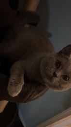 Britsekorthaar de katter (NİET TE KOOP), Kater, Gechipt, 0 tot 2 jaar