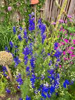 Ridderspoor zaden, Tuin en Terras, Bloembollen en Zaden, Verzenden, Voorjaar, Volle zon, Zaad