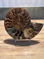 Ammoniet, Verzamelen, Mineralen en Fossielen, Ophalen of Verzenden, Fossiel