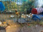 Leghorn wit, bijna 6 wkn oud, Dieren en Toebehoren, Pluimvee, Meerdere dieren, Kip
