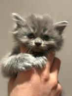 Britse Korthaar en Langhaar kittens, Dieren en Toebehoren, Katten en Kittens | Raskatten | Langhaar, Poes