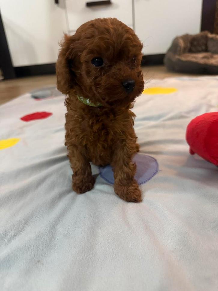 Toy poedel red braun reu 6 weken 🐩❣️, Dieren en Toebehoren, Honden | Chihuahua's en Gezelschapshonden, Reu, Poedel, Particulier