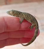 Eurydactylodes Vieillardi man, Dieren en Toebehoren, Reptielen en Amfibieën, Hagedis