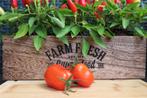 diverse tomatenzaden en peperzaden, Tuin en Terras, Bloembollen en Zaden, Ophalen of Verzenden, Volle zon
