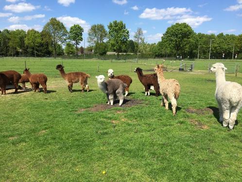 alpaca's, Dieren en Toebehoren, Overige Dieren, Meerdere dieren