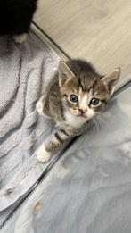 4 lieve kittens zoeken goud mandje, Dieren en Toebehoren, Katten en Kittens | Raskatten | Korthaar, Meerdere dieren, Ontwormd
