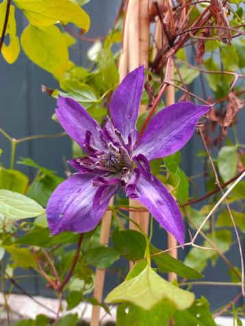 Clematis, paars, klimplant, tuinplant beschikbaar voor biedingen
