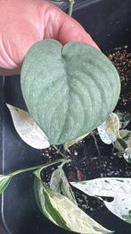 Scindapsus zilver Hero Zeldzam stekjes, Overige soorten, In pot, Minder dan 100 cm, Groene kamerplant