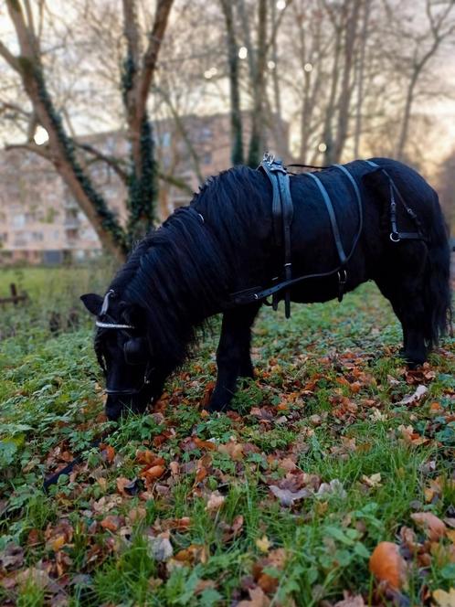 Shetlander mentuig, Dieren en Toebehoren, Paarden en Pony's | Hoofdstellen en Tuigage, Gebruikt, Overige soorten, Ophalen of Verzenden