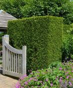 Nieuwe heg nodig? Diverse hagen te koop, Tuin en Terras, Heggenscharen, Ophalen of Verzenden, Zo goed als nieuw, Benzine