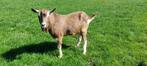 Toggenburger, Dieren en Toebehoren, Schapen, Geiten en Varkens, Mannelijk, Geit