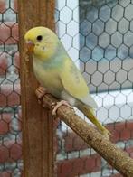 Jonge parkieten om tam te maken, Dieren en Toebehoren, Vogels | Parkieten en Papegaaien, Geslacht onbekend, Parkiet, Tam