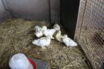 Jonge witte kwakers, Meerdere dieren, Eend