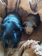 Onze lieve cavia schatjes moeten helaas weg, Dieren en Toebehoren, Knaagdieren, Maart, Vrouwelijk, Cavia