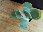 Vetplant, Ophalen, Overige soorten, Minder dan 100 cm