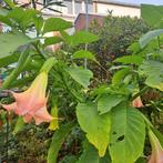 Roze Brugmansia - Kuipplant, Volle zon, Vaste plant, Zomer, Ophalen