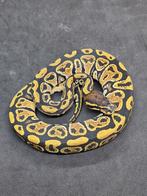 0.1 Hurricane 100% het Albino, Dieren en Toebehoren, Reptielen en Amfibieën, Slang, 0 tot 2 jaar