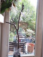 Ficus Carica 'Matalone' -  Vijgenboom, Tuin en Terras, Volle zon, Bloeit niet, 100 tot 250 cm, Overige soorten