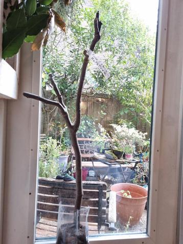 Ficus Carica 'Matalone' -  Vijgenboom beschikbaar voor biedingen