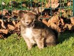 Langharige choco sable chihuahua, Dieren en Toebehoren, Honden | Chihuahua's en Gezelschapshonden, België, Particulier, Reu, CDV (hondenziekte)