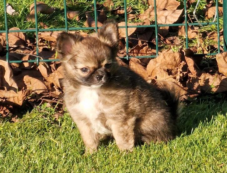 Langharige choco sable chihuahua, Dieren en Toebehoren, Honden | Chihuahua's en Gezelschapshonden, Reu, Chihuahua, Particulier