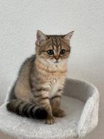 Britse Korthaar Kittens te koop., Dieren en Toebehoren, Katten en Kittens | Raskatten | Korthaar, Meerdere dieren, Met stamboom