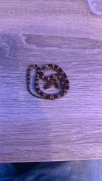 Diverse kleuren ratten slangen   (Pantherophis guttatus), Dieren en Toebehoren, Reptielen en Amfibieën, Slang, 0 tot 2 jaar