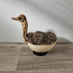 Opgezet Struisvogelkuiken in ei opgezette Taxidermie, Verzamelen, Dierenverzamelingen, Ophalen of Verzenden, Zo goed als nieuw
