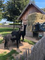 3 mooie zwarte alpaca ruinen, Juli