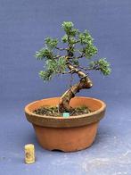 Bonsai juniperus chinensis, Tuin en Terras, Minder dan 100 cm, Overige soorten, Ophalen of Verzenden