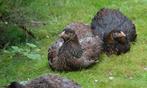 Meerdere kippen (Wyandottes, groothoender, geen kriel), Dieren en Toebehoren, Pluimvee, Meerdere dieren, Kip