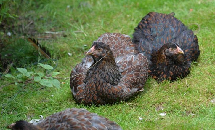 Meerdere kippen (Wyandottes, groothoender, geen kriel), Dieren en Toebehoren, Pluimvee, Kip, Meerdere dieren