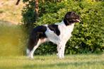 Raszuivere Friese stabij dekreu, Rabiës (hondsdolheid), Eén hond, 3 tot 5 jaar, Nederland
