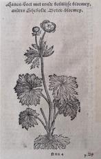 Houtsnede Dodonaeus Kruidenboek - 17e eeuw. Boterbloem, Antiek en Kunst, Ophalen of Verzenden