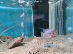 Flowerhorn Red Pearl cichlide