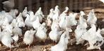Gezocht witte pauwstaartjes, Dieren en Toebehoren, Meerdere dieren, Overige soorten