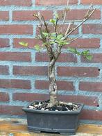 Bonsai starter, Tuin en Terras, Planten | Bomen, Minder dan 100 cm, Lente, Overige soorten, Ophalen