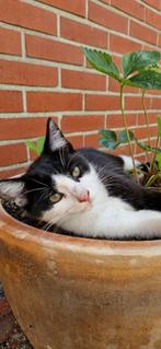 Kitten, Dieren en Toebehoren, Katten en Kittens | Dekkaters, 0 tot 2 jaar