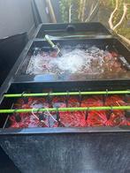 3 kamerfilter vijver koi sansai 25000 ltr, Karper of Koi
